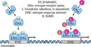 Image result for Selective Estrogen Receptor Modulator