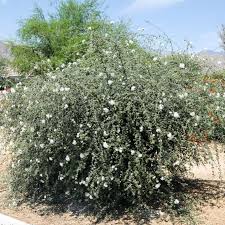 Image result for Cordia afra