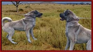 Kangal Kangal Saldirisi Kangal Kurt Dovusu Kangal Kopeklerin Krali Anadolu Aslani Ayibogan Video Dailymotion