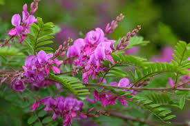 Image result for Indigofera dendroides