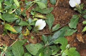 Image result for Blepharis maderaspatensis