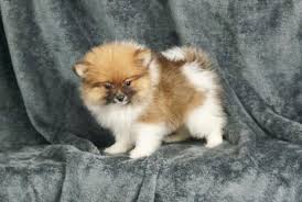Bernie Stunning True Teacup Pomeranian Girl From A World Famous Award Winning Breeder In Tyld In 2020 Pomeranian Puppy For Sale Pomeranian Dog Pomeranian Puppy Teacup
