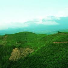 Check spelling or type a new query. Kebun Teh Kemuning Karanganyar Central Java Flickr