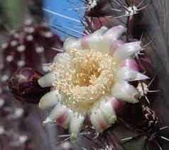 We did not find results for: Cactus Flowers Album On Imgur