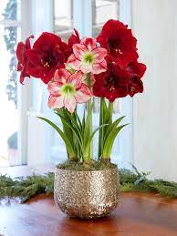 Adjustable Amaryllis Stakes Gardener S Supply Amaryllis Plant Amaryllis Arrangement Amaryllis Bulbs