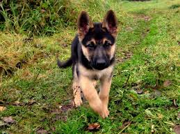 Maybe you would like to learn more about one of these? Miniature German Shepherd Near Me Novocom Top