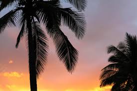 All wallpaper images are free for windows pcs and apple, macs. Wallpaper Id 253118 The Silhouette Of Palm Trees Against An Orange Pink And Purple Sky During Sunset Palm Sunset 4k Wallpaper