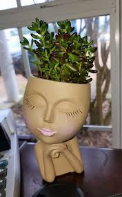 Succulent identification help needed