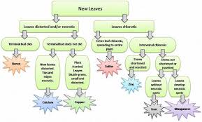 Diagnosing Deficiencies In Your Landscape Uf Ifas