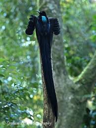 Black And White Bird With Long Tail South Africa Pin On Birds Of Paradise And Other Exotic Birds