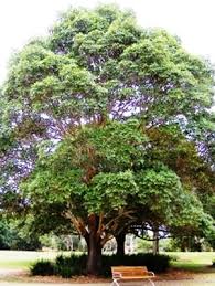 Image result for Lophostemon confertus