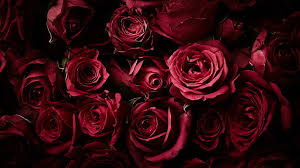 Download beautiful, curated free backgrounds on unsplash. Hd Wallpaper Red Roses Dark Background Rose Flowers 4k Wallpaper Flare
