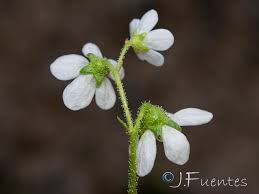 Image result for Galiniera saxifraga