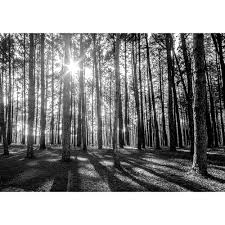 Black And White Forest Wall Mural Rainbow Black White Woodland Forest Mural Photo Giant Wall Decor R223 Black White I Want Wallpaper Forest Mural Woodland Forest Forest