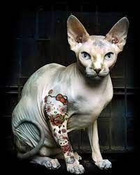 You can have a tattoo of a cat, but a new trend is emerging concerning hairless felines. Tattooed Hello Kitty Cat Sphynx Cat Sphynx Cat Clothes Hairless Cat