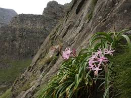 Image result for Cyrtanthus welwitschii