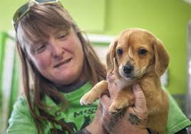 Litters are referred by our organization only after the breeder has provided eyes and hip. Meet Narwhal A Puppy That Was Born With A Tail On His Forehead Pittsburgh Post Gazette