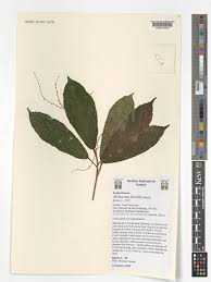 Image result for Alchornea hirtella