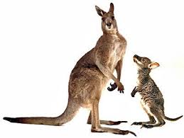 What S The Difference Between A Wallaby And A Kangaroo Wallaby Macropus Kangaroo