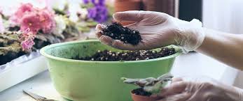 Their natural habitat is high in minerals, low in major nutrients and moisture. Decoding Houseplant Fertilizer What When How Much Ted Lare Design Build