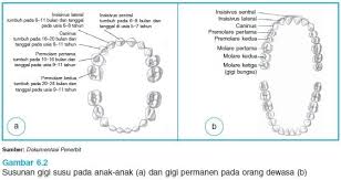Gigi sementara pd manusia atau hewan muda mamalia yg nanti akan tanggal dan diganti oleh gigi tetap (disebut gigi susu krn warnanya putih spt. A Organ Organ Pencernaan Slide Set