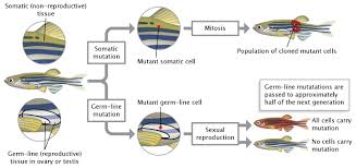 Genetic Mutation Learn Science At Scitable