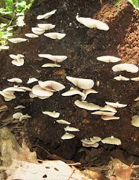 Image result for Crepidorhopalon