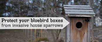 Check spelling or type a new query. Diy Easy House Sparrow Deterrent Outlaw Garden