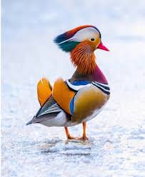 Mandarin ducks have been making a splash in the media. Mandarin Duck Natureisfuckinglit