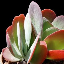 Image result for kalanchoe thyrsiflora