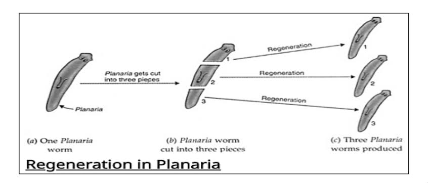 Planarians possess an extraordinary regenerative ability, allowing even small body fragments to rebuild an entire organism., AI generated