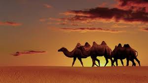 Consider the following facts about the camel: Arabian Desert Wallpapers Top Free Arabian Desert Backgrounds Wallpaperaccess