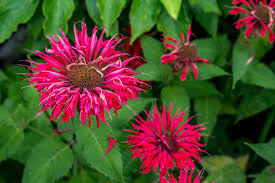 Just because some hummingbird flowers may say zone 8 doesn't mean you can't grow it as an annual. 10 Best Flowers For Attracting Hummingbirds