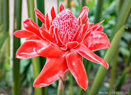 Exotische blumen traumhafte blumenarrangements selbst gestalten. Exotische Blume Die Blute Einer Blume Als Sonnenhut Fur Einen Finger Blumenbilder