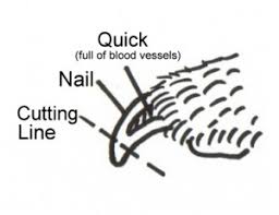 Check spelling or type a new query. How To Trim Dog S Nails Pet Health Animal Hospital Las Vegas
