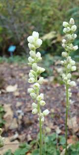 Image result for Heuchera cylindrica Greenfinch