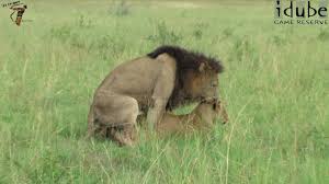 Our safaris are conducted with optimum care to provide our customers with a truly memorable experience. Wildlife African Big Cats Pairing Lions Youtube