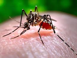Get matched with trusted pest control services near you. Quickill Pest Services Home Facebook