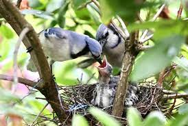 A Mother Blue Jay Feeding Her Hungry Babies Photober Free Photos Free Images For All