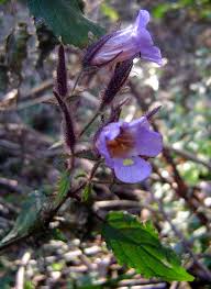 Image result for Mimulopsis