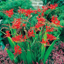 This list of deer resistant plants is compiled from reports and recommendations by nurseries, garden centers, horticulture educators. Lucifer Crocosmia At Jackson Perkins