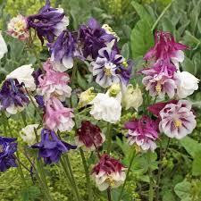 Image result for Aquilegia vulgaris Tower Mix