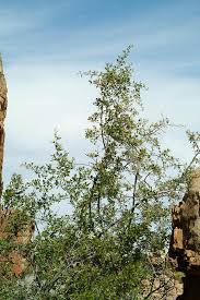 Image result for Searsia rogersii