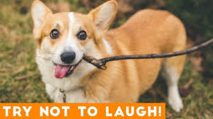 Try Not To Laugh Funniest Dog Compilation 2019 Funny Pet Videos Youtube Funny Animal Videos Funny Animals Funny Babies