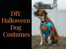 Cute pet names for boys. 10 Diy Halloween Dog Costumes That Won T Drive Them Crazy Holidappy Celebrations