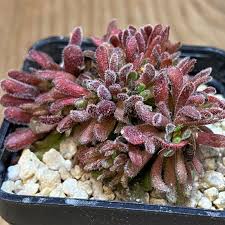 Image result for Aeollanthus pubescens