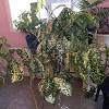 It will not produce berries, however it will pollinate female selections. 3