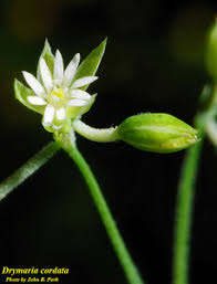 Image result for Drymaria