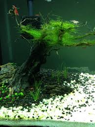 Image result for Marsilea minuta