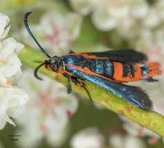Image result for Lintonia nutans